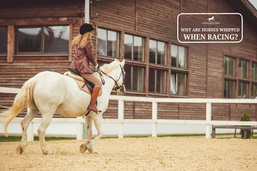 Why Are Horses Whipped When Racing Shocking Truth Revealed!!!